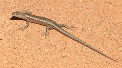 Cryptoblepharus