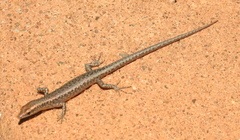 Cryptoblepharus