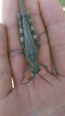 Anacridium aegyptium