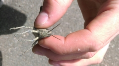 Anacridium aegyptium