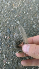 Anacridium aegyptium