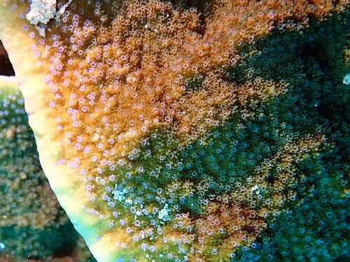 Montipora aequituberculata observed 2025-02-11