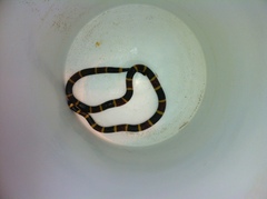 Micrurus tener tener