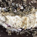 Pacific Oyster - Photo no rights reserved, uploaded by Al Kordesch