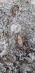 Cryptoderma fortunei