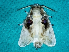 Chalcoscelides castaneipars