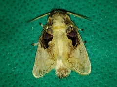 Chalcoscelides castaneipars