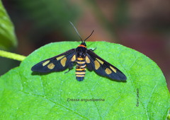 Eressa angustipenna