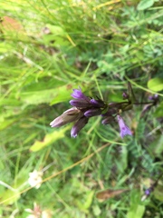 Gentianella amarella acuta