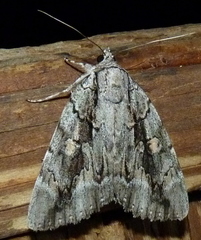 Catocala flebilis