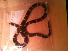 Micrurus tener tener