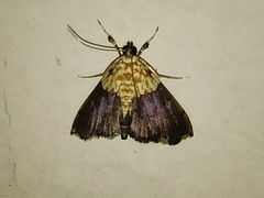 Agrotera