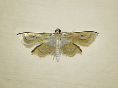Ambia