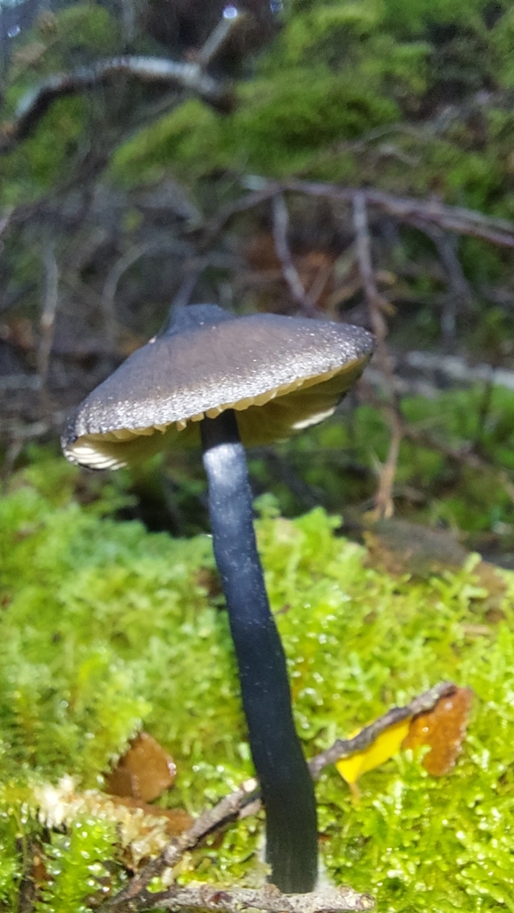 Entoloma haastii