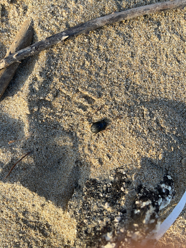 Erodius siculus