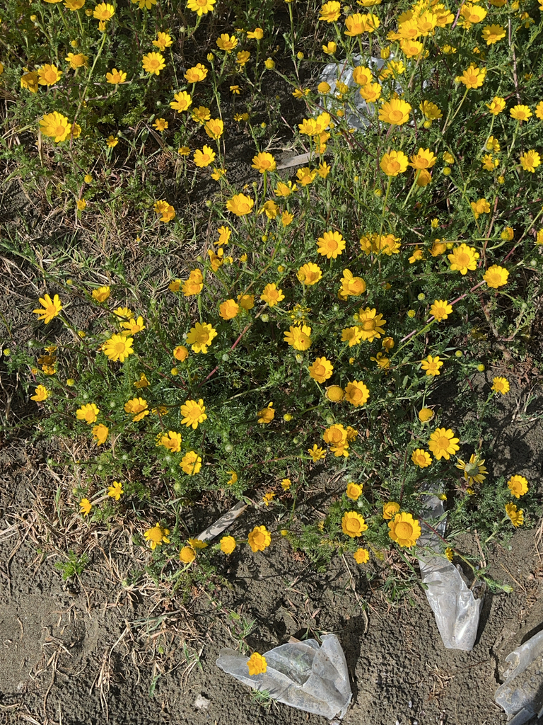 Garland Daisy