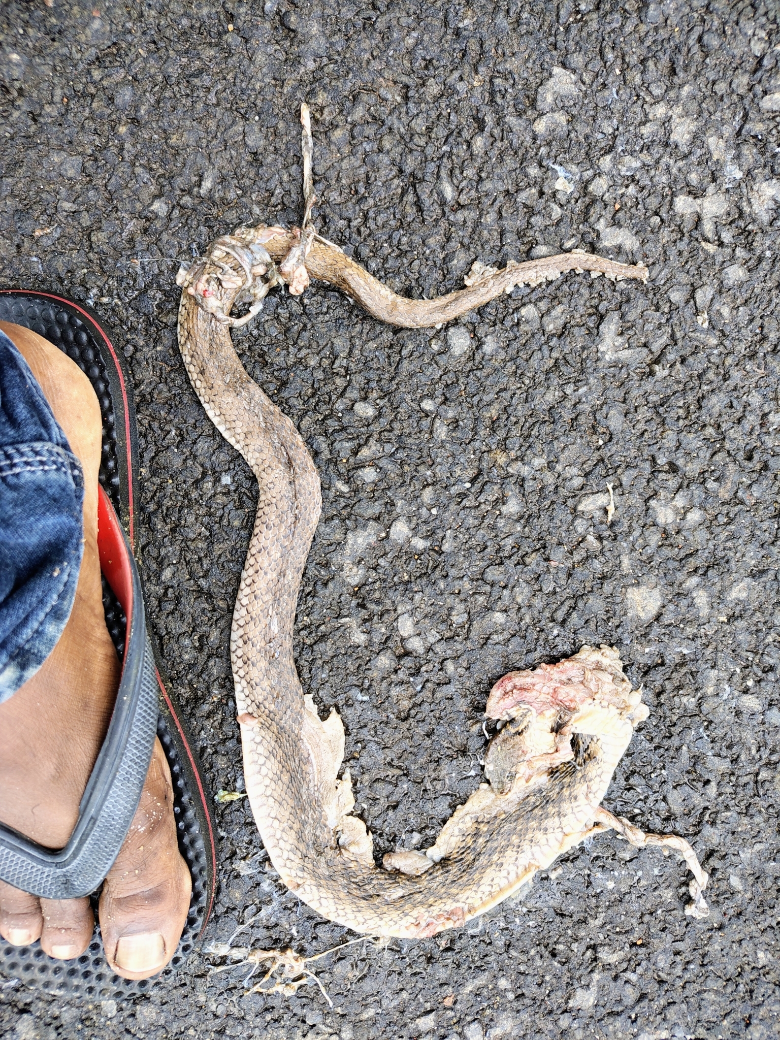 Asiatic water snake