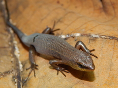 Eutropis rugifera