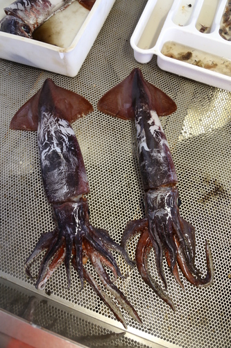 Representative image of Oegopsida