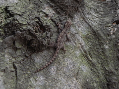 Hemidactylus platyurus