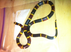 Micrurus tener tener