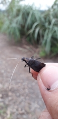 Meloimorpha japonica