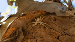 Isopedella conspersa