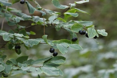 Lonicera nigra