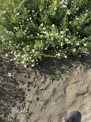Sea Chamomile