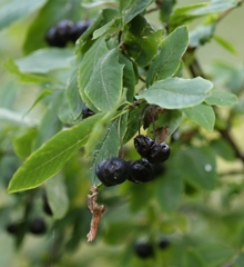 Lonicera nigra