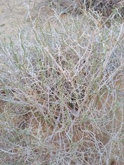 Salsoloideae