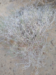 Salsoloideae