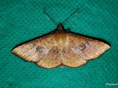 Banisia