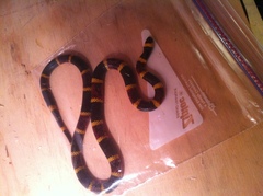 Micrurus tener tener