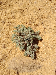 Euphorbia granulata