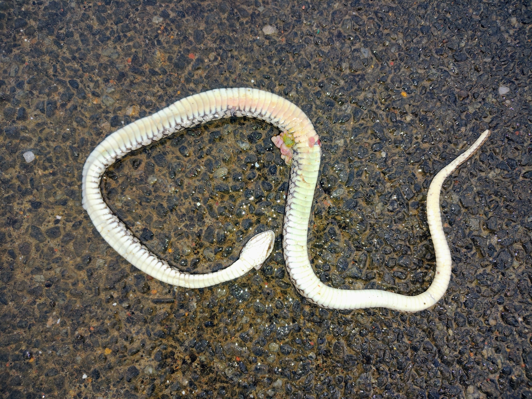 Asiatic water snake