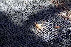 Amphioctopus kagoshimensis