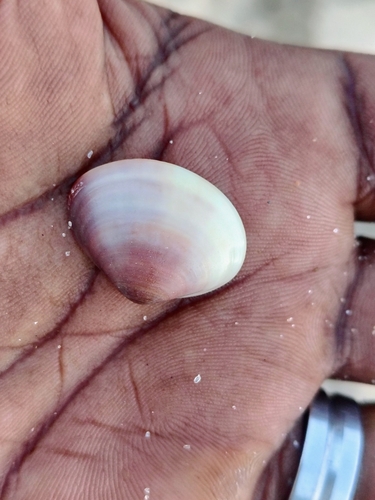 Meretrix casta observed 2025-05-22