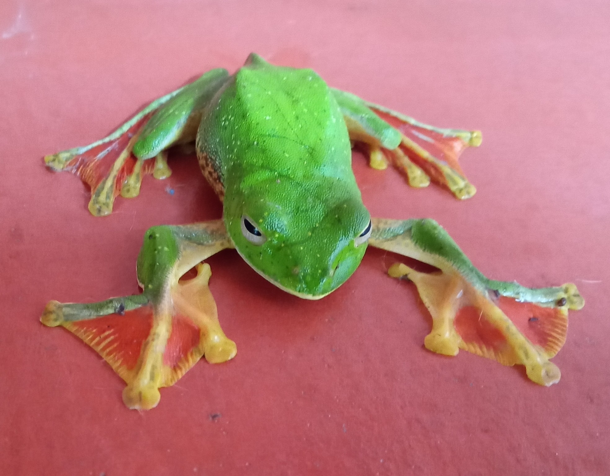 Malabar Gliding Tree Frog