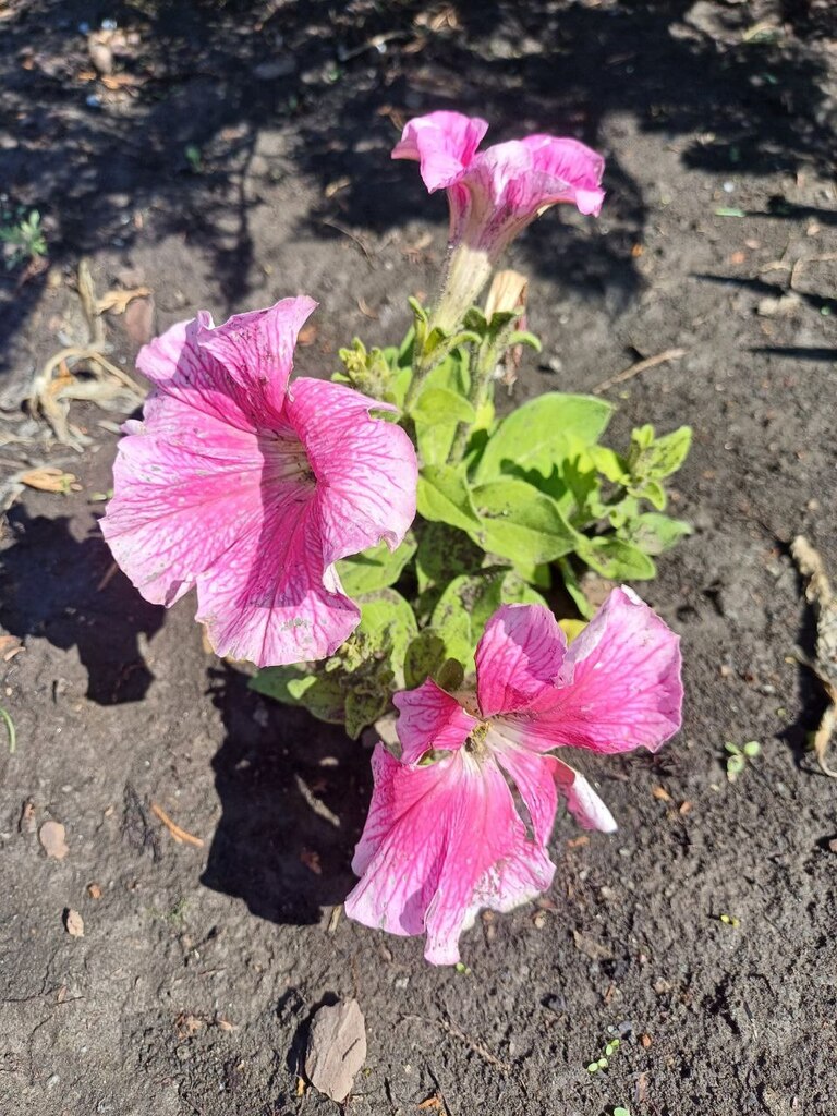 Petunia