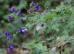 Aconitum degenii