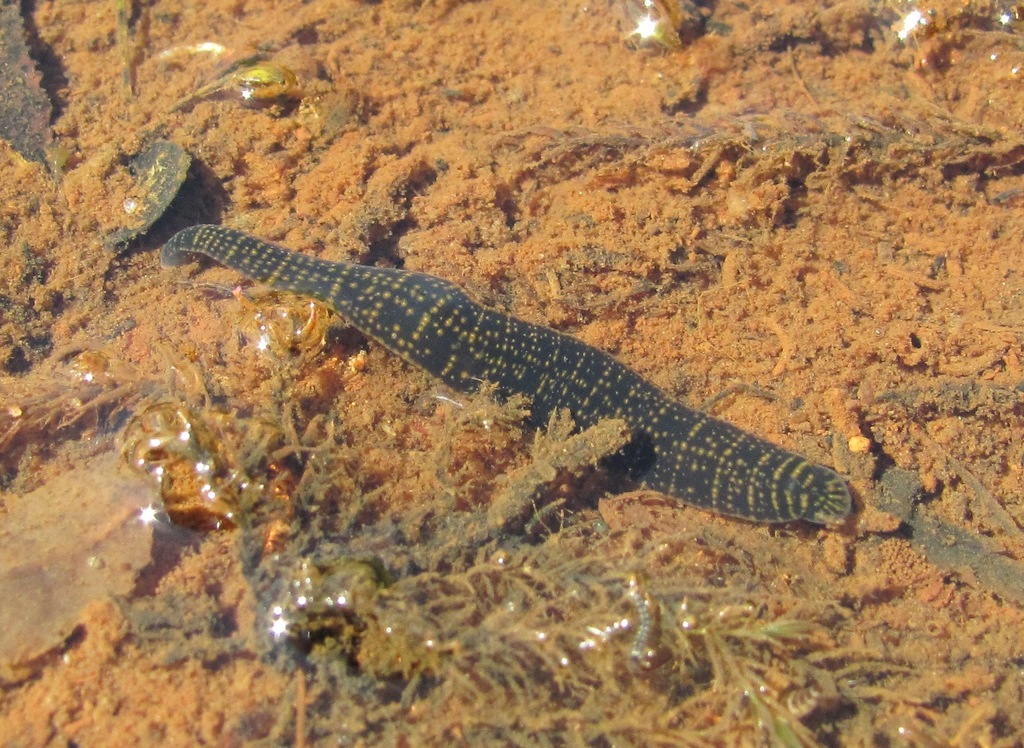 Erpobdellidae