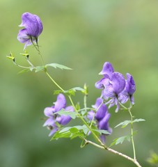 Aconitum degenii
