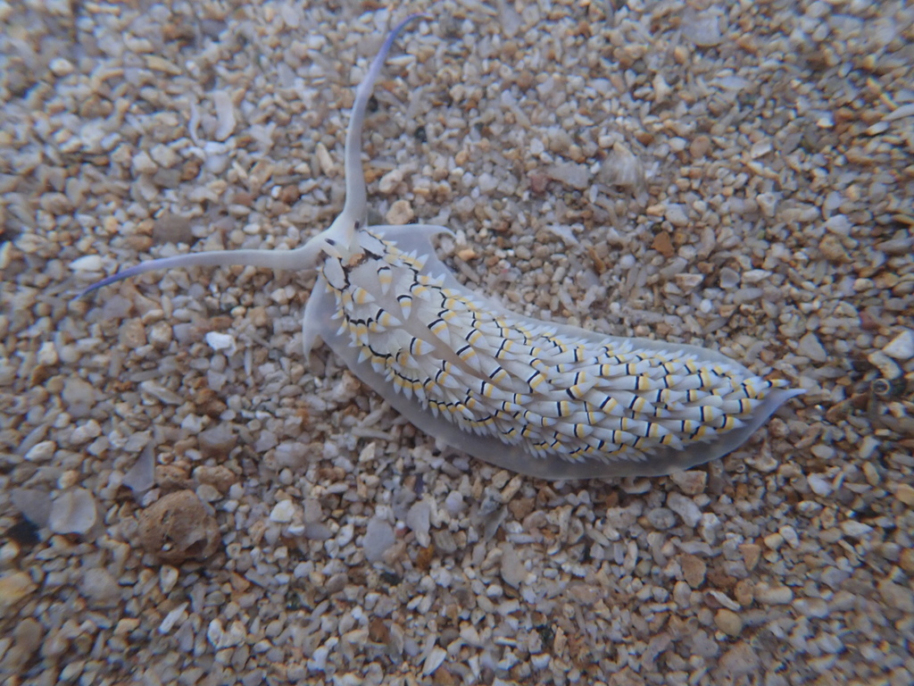 Cerberilla annulata