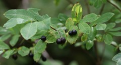 Lonicera nigra