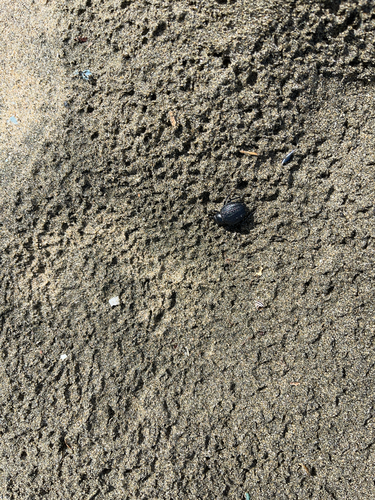 Pimelia bipunctata