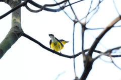 Ficedula zanthopygia