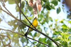 Ficedula zanthopygia