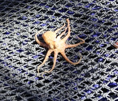Amphioctopus kagoshimensis
