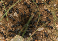 Camponotus eugeniae